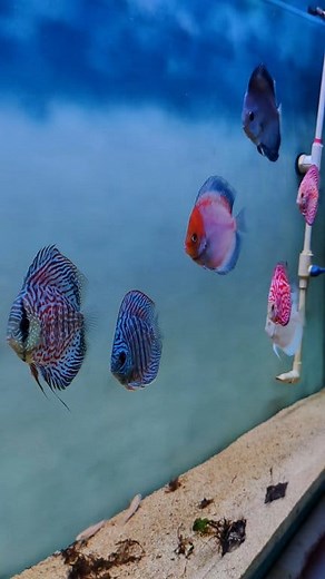 Discuss #follower #aquarium #plantedtank | Mrinal Das