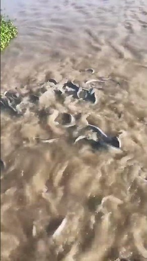 The hidden secrets of eel farms revealed!