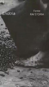 9.7K views · 174 reactions | Calabria d'epoca....La forza delle donne calabresi negli anni 50 #lavoro #contrattodilavoro interviste dell'epoca.  Rai Storia /Calabria Enotria. | Calabria Ieri e Oggi | Facebook