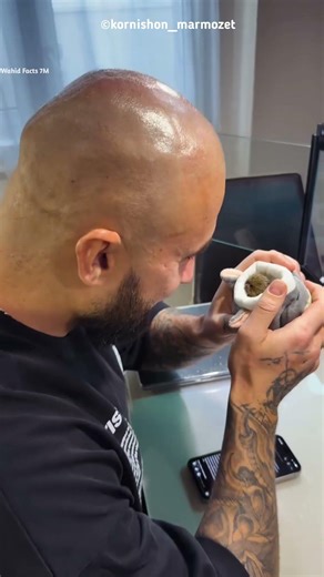 Monkey bites owner’s ear daily #shortsfeed