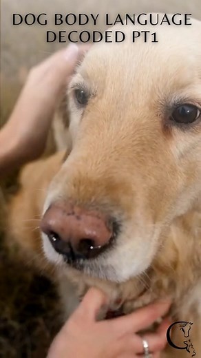 Part 1: Dog body language decoded: understanding your dog's...