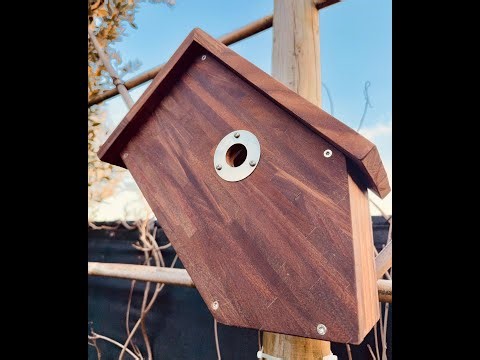 Pimpelmeesjes Nest LIVE | Blue Tit Nest Box Camera | 2026-03-07