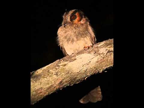 Eastern whip-poor-will Song