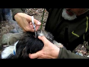 How to remove surgical staples - Clay's Q & A