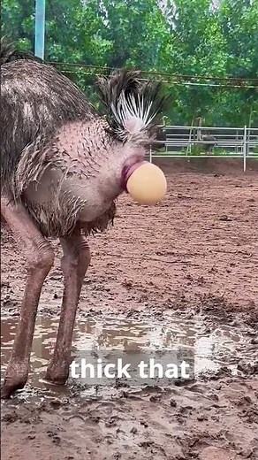 Ostrich egg can support a human weight #ostrichegg #animals #facts #wildlife #nature #ostrichfacts