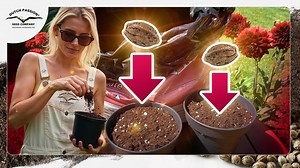 Germinating Cannabis Seeds Directly in Soil (Step by Step)