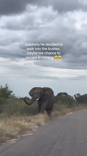 Encounter with Angry Male Elephant at Kruger National Park