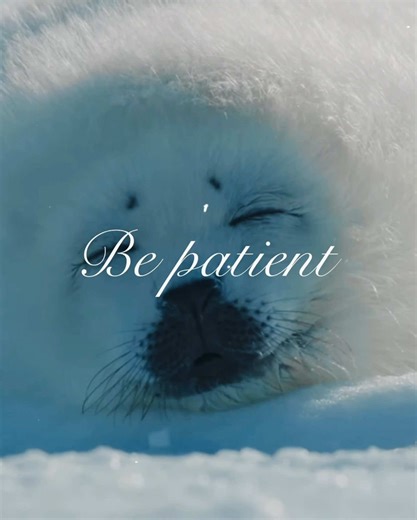 harp seal - bloom pogo edit harp seals have such a bittersweet life. i love them so much 🦭🤍 #fyp #fypシ #viral #harpseal #seals