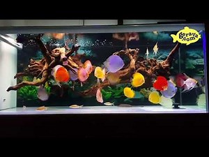 Aquascape Ikan Discus HD 4K