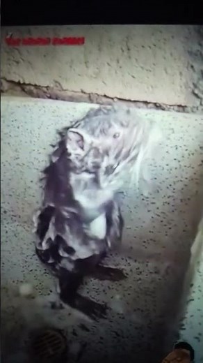 Ο ρε το ποντίκι κάνει μπάνιο και τραγουδά