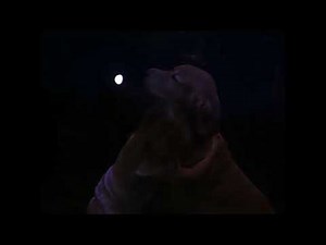 Homeward Bound: The Incredible Journey (1993) clip