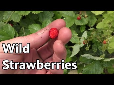 Why I Love Wild Strawberries / Alpine Strawberries