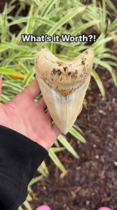 3.6K views · 48 reactions | How much do you think this 5 3/16 Inch Megalodon Shark Tooth from Indonesia is worth?! Remember, Shark teeth are only worth what someone will pay for. This beautiful fossil is for sale, so legitimate offers will be considered .#SHRKco #LinkInBio #Megalodon #SharkTooth #authentic #fossils #sharks #ancient | SHRKco | Facebook