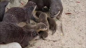 63K views · 977 reactions | ** OTTER PUPS SWIMMING LESSON ** As...