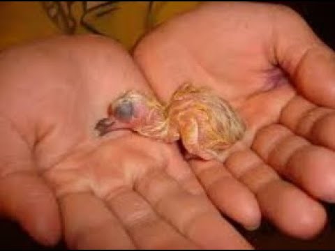 How to hand Feed one day baby pigeon?