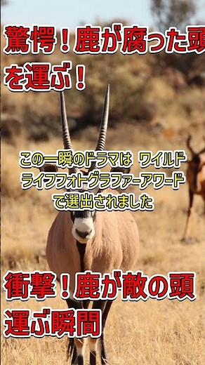 「鹿がライバルの頭を運ぶ！自然の衝撃映像 #ワイルドライフ」
