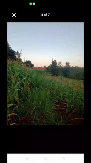 Grace Mukuha on Instagram: "📍 PRIME LAND FOR SALE – KAGUMOINI (Near Kenol) 🌿 2.5 Acres | Whole Block | Touching a River Own this beautiful 2.5-acre parcel in the serene and fast-growing Kagumoini area near Kenol — perfect for farming, eco-lodges, residential development, or investment. 💰 Price: KES 12,000,000 (whole block) 🌊 Natural river frontage 📍 Prime location – near Kenol 📄 Ideal for immediate development 📞 Call/WhatsApp: 0704 263 788 to book a site visit. Dollartrends Prime properti