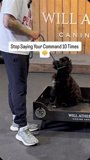 Stop repeating yourself your dog doesn’t learn through repetition of words, they learn through consistency in timing, tone, and follow-through. If you’re saying “sit, sit, sit” over and over, your dog isn’t ignoring you they’re confused. Clear communication means one command, one expectation, and one follow-up. When your words actually mean something, your dog starts to listen. #dogtraining #dogtrainer #dogowner #dogtrainingtips #nobaddogs | Tom Davis Dog Training