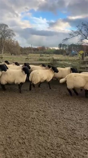 4.1K views · 56 reactions | Sold ⭐️ 22 Suffolk x Ewe lambs ⭐️ Grand bunch of lambs, tight skinned. Out of blackies.  Smart shot, dipped & heptivac p x2  Northumberland | SDS Livestock | Facebook