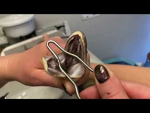 Snake Oral Swabbing