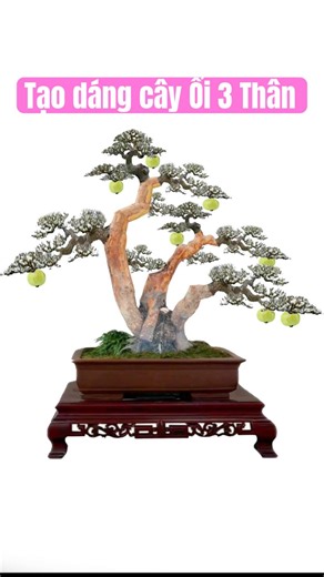 Creating a three-trunk guava tree - demo of a three-trunk guava tree