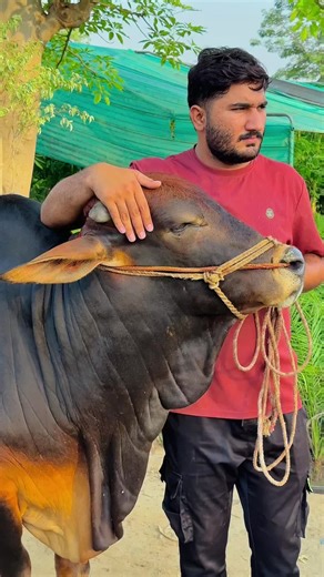 Understanding Cattle Emotions: Why Cows Cry