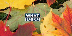 What To Do: Saturday, November 9