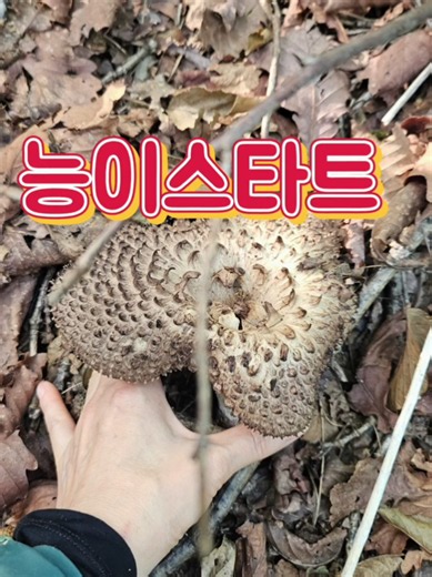 26년9월14일 #능이산행#능이#버섯산행#약초산행