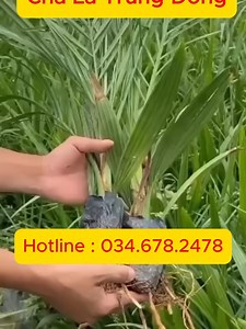 Cây giống chà là siêu quý ra trái nhanh