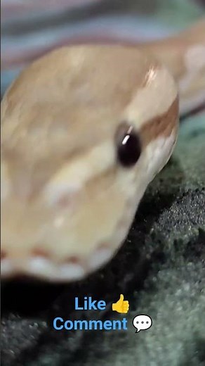Leo Banana Leopard Mojave Ball Python!! #banana #ballpython #random #leo #mojave