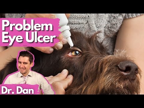 Dog Corneal Ulcer Not Healing! Dr. Dan explains why and how to fix.