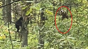 Roaring Fork Sasquatch Standoff with Bear near Gatlinburg #bigfoot #wildman #nephilim #giant #Tennessee | Rocky Mountain Sasquatch Organization
