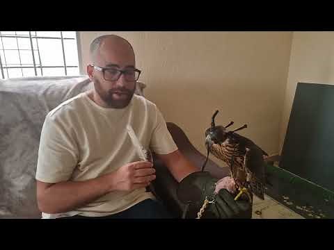 Halcon peregrino adiestramiento cetreria/Falconry training peregrine falcon(FALCO PEREGRINUS)