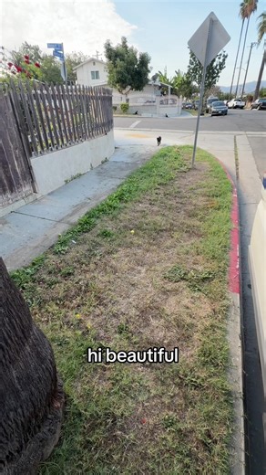 Heartwarming Moments: Cats Interacting with Mailman