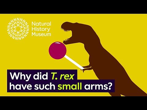Why did T rex have such small arms? | Surprising Science