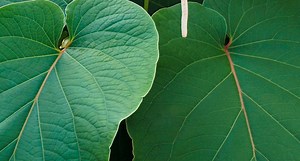 Conoce las propiedades medicinales de la Hoja Santa