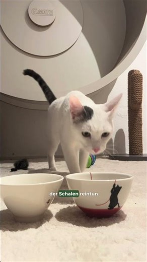 Einfaches Katzentraining zur Beschäftigung