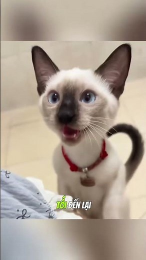 Đừng nuôi mèo xiêm nếu bạn không biết điều này #cat #meo #meocam#thucung #meow