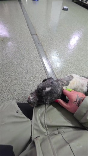 Labus Family - Help and Hope for Shelter Animals on Reels