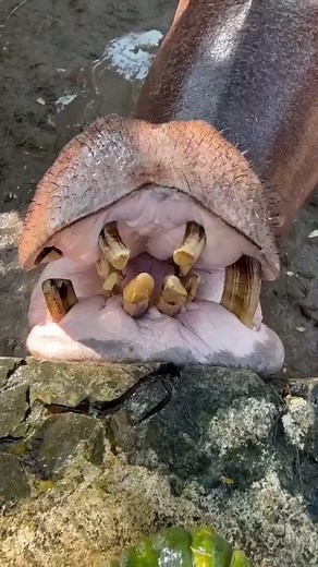 Hippo eating pumpkin 🎃 #animal #eating #pumpkin #hippo | Panda Gang