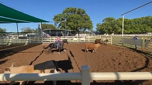 1.8K views · 41 reactions | Another good run for Bobadil Destinys Diamond & Matt Moffat in the Triple Crown, this time the Restricted Open at Chinchilla. Off to a solid start with 87 (20 63 4).  www.selectsires.com.au/stallion/bobadil-destinys-diamond  www.mattmoffat.com.au Matt Moffat Performance Horses, Erica Hanrahan, Chinchilla Campdraft | Select Sires | Facebook