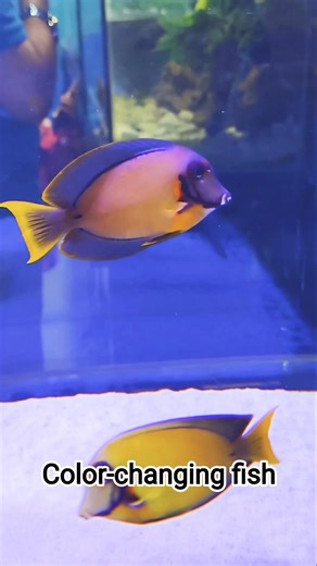 Color-changing fish #fish #fishing 🐠 #fishingvideo it dramatic color changes #fishfinder #troutbum