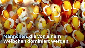 Alles über Clownfische - video Dailymotion