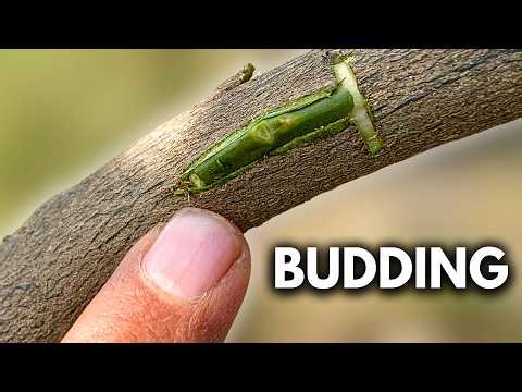 This Easy Grafting Hack Turns Your Mandarin Tree Into a Lemon-Producing Plant