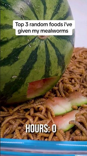 Top 3 random foods i've given my worms