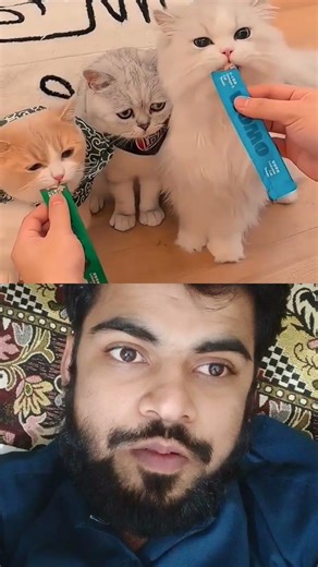 My All cats feeding time 💛🐈 #status
