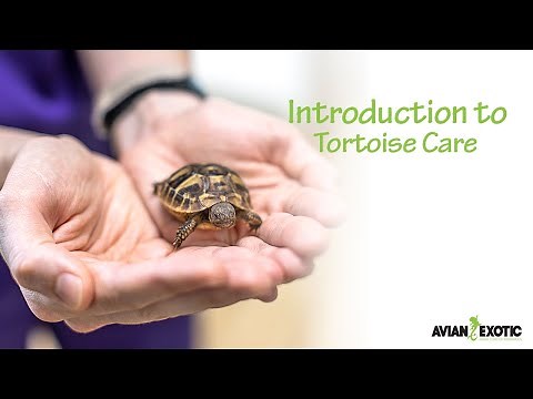 Introduction to Tortoise Care