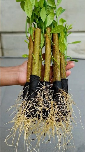🌿Grow Lemon Tree Faster with These Pro Tips! Best Ideas for Propagate Lemon Tree!