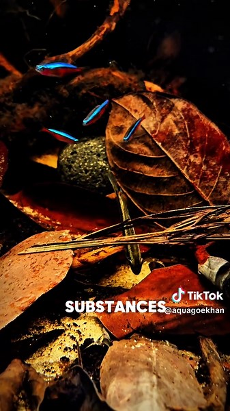 Biotope Aquaristics: Recreating Amazon Fish Habitats