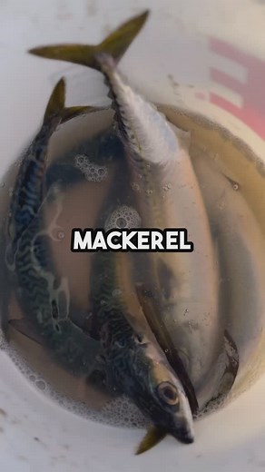 Catching_cyle on Instagram: "Catching FRESH Shark Bait! Ooh ah ah #fish #fyp #fishing #angler #fypシ #fishinglife #saltwaterfishing #fishingaddict #winterfishing #fishing🎣 #fishingislife #fishingtrip #short #shorts #fypchallenge #fishon #fishbait"